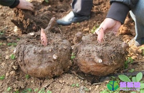 如果在野外挖到魔芋块茎可以生吃吗?支付宝蚂蚁庄园8月11日答案截图