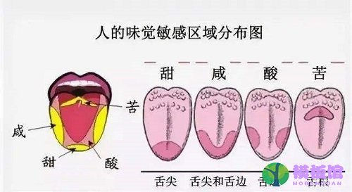 人的舌尖对哪种味道更敏感?支付宝蚂蚁庄园8月22日答案截图